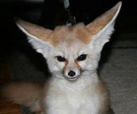 Fennec Fox