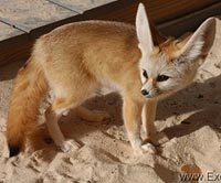 Fennec Fox