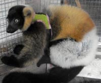 Lemurs for sale