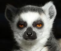 Lemurs for sale