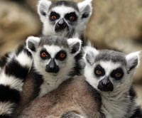 Lemurs for sale