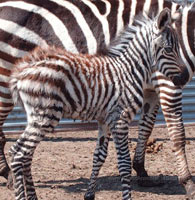 Zebra fole