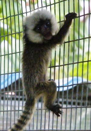 Finger Monkey