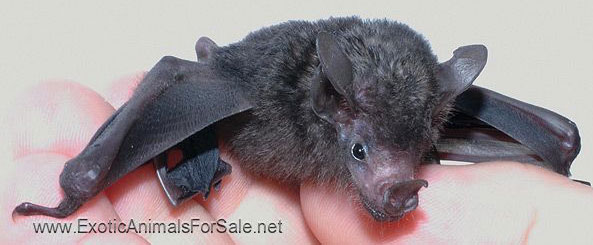 Leaf Nosed Fruit Bats