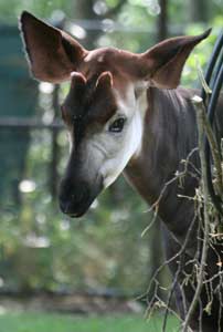 Okapi face