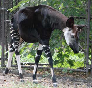 Okapi