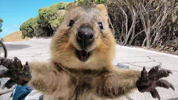 Quokkas