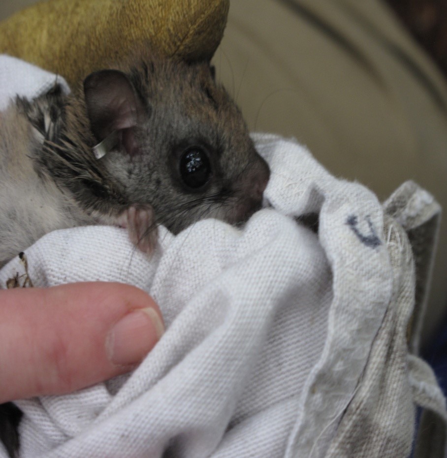 Pet flying squirrel