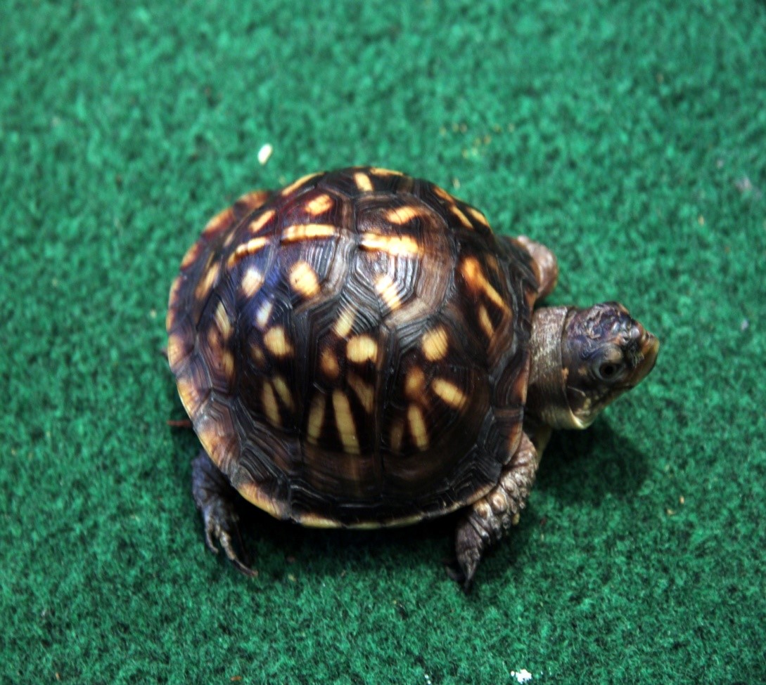Pet turtle