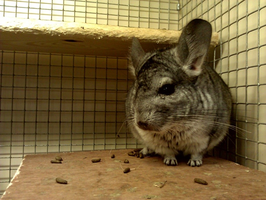 Pet Chinchilla