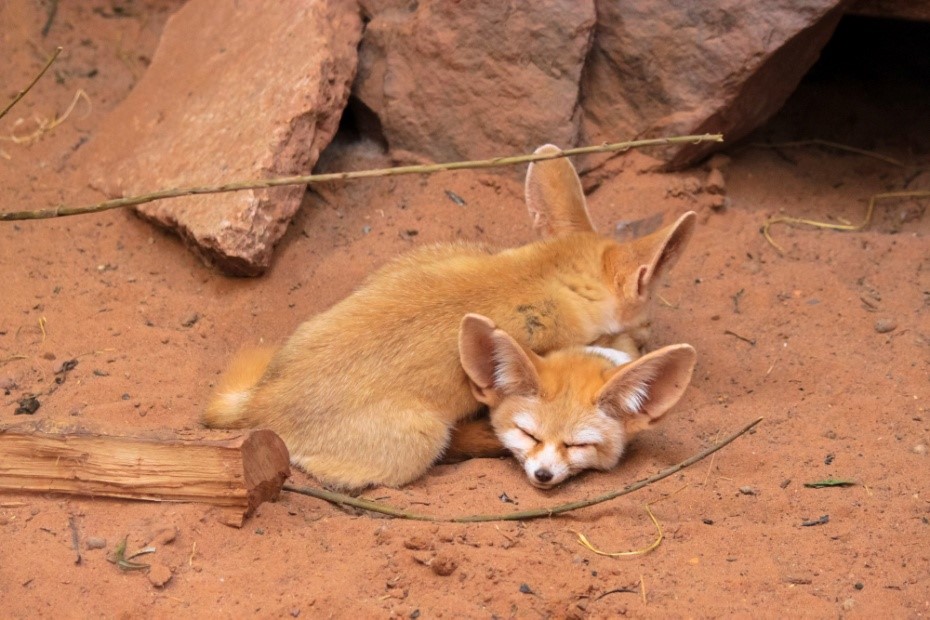 Cute Fennec Fox