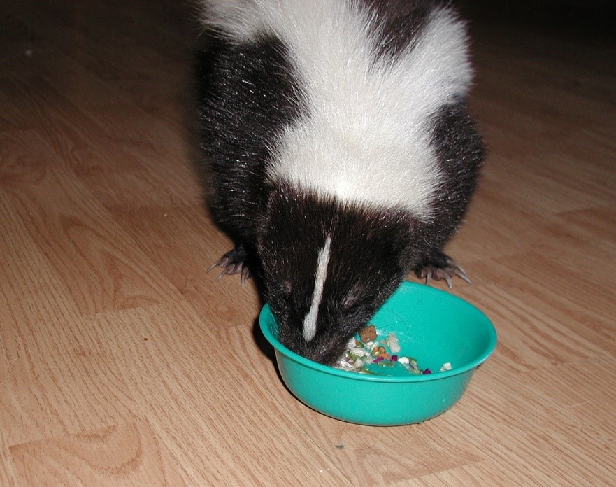 Feeding Skunk