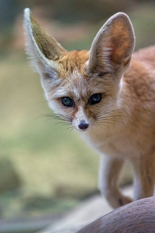 Small Pet Foxes that can Live Indoors