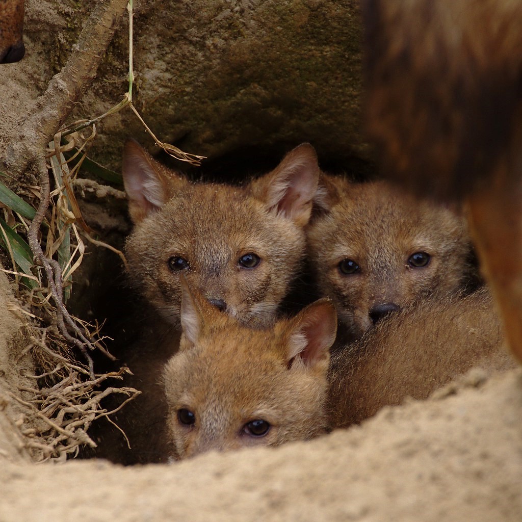 Keeping Jackals as Pets