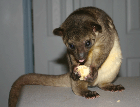 Pet Kinkajou