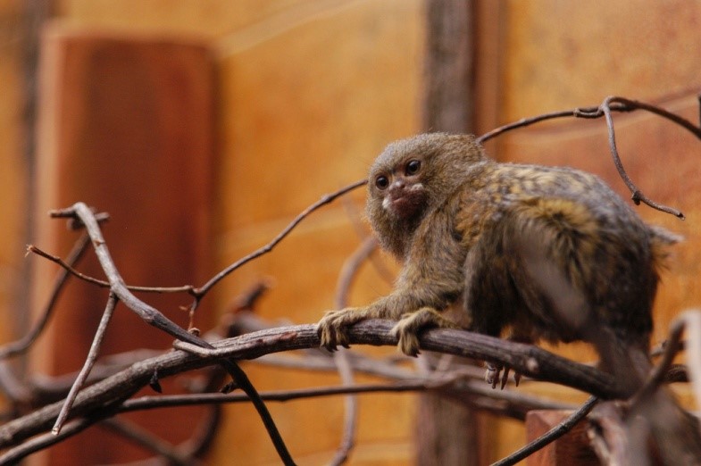 Marmoset For Sale