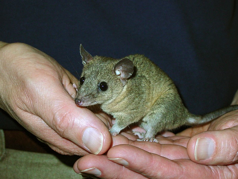 Pet Opossum