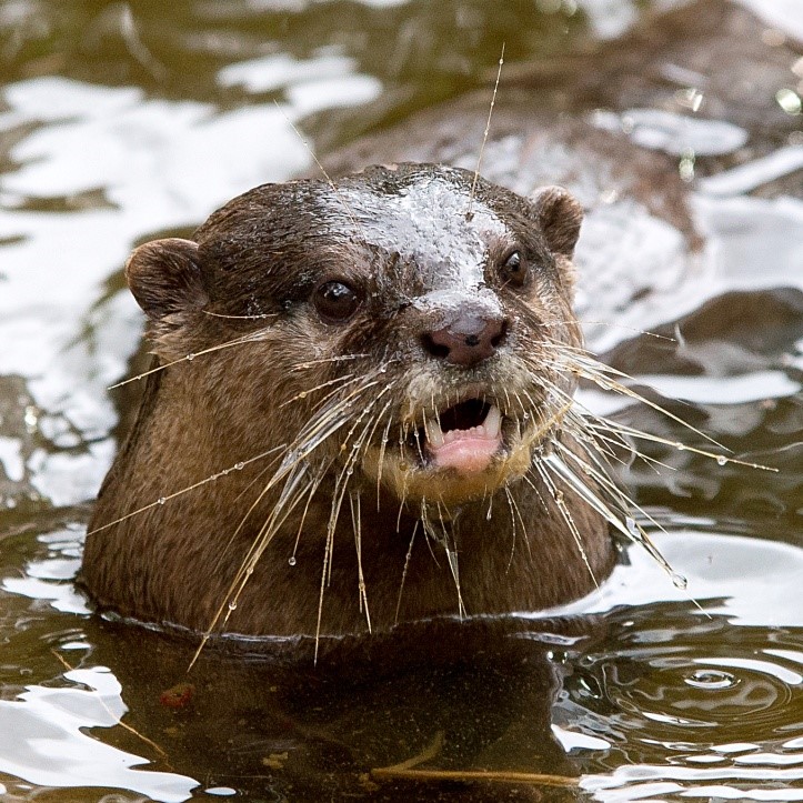 Otter