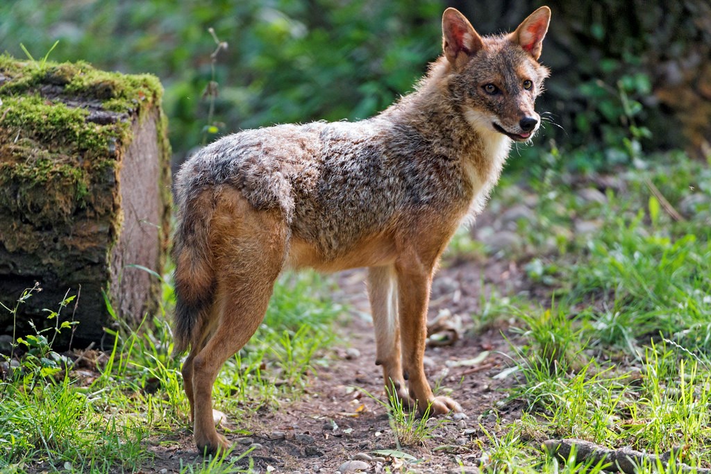 Keeping Jackals as Pets