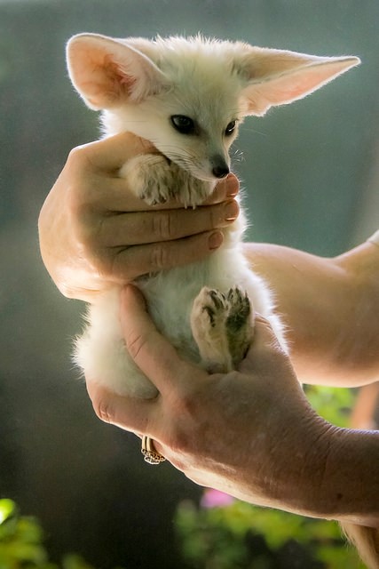 Pet Fennec Fox