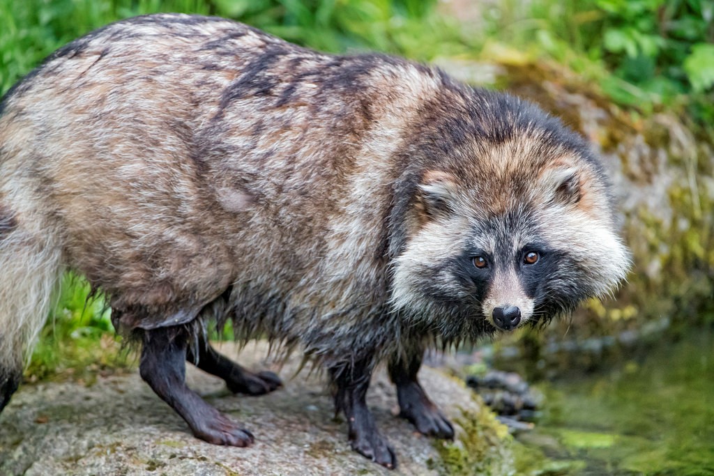 pet raccoon dog