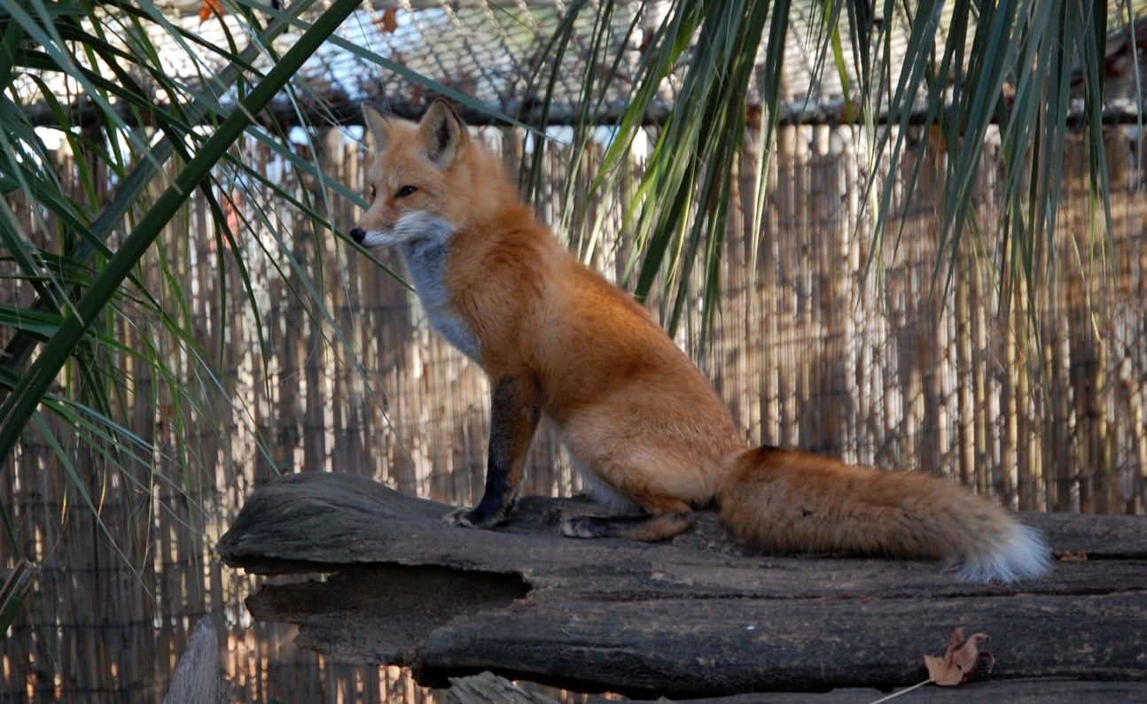 Pet Red Fox