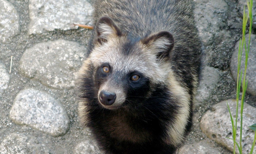 Raccoon Dog