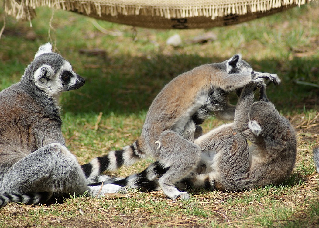 Red Tailed Lemur