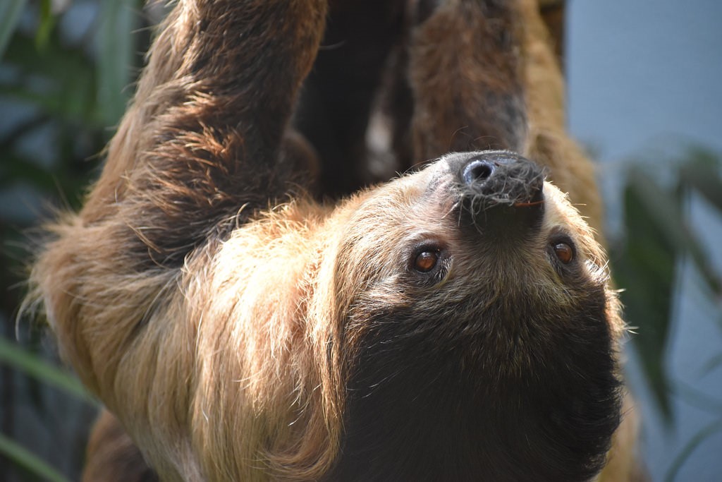 Sloth Laws