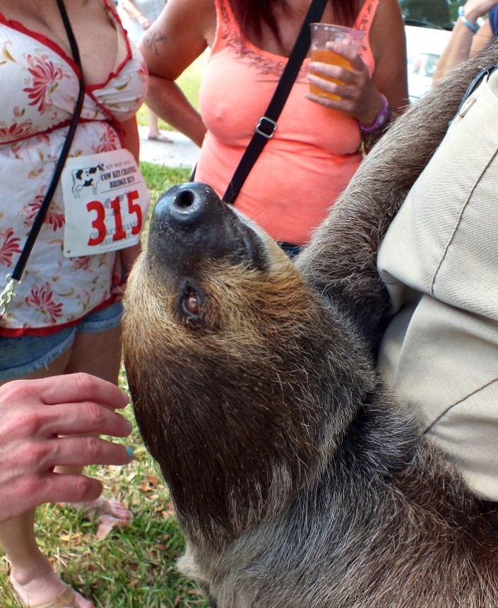 Pet Sloth