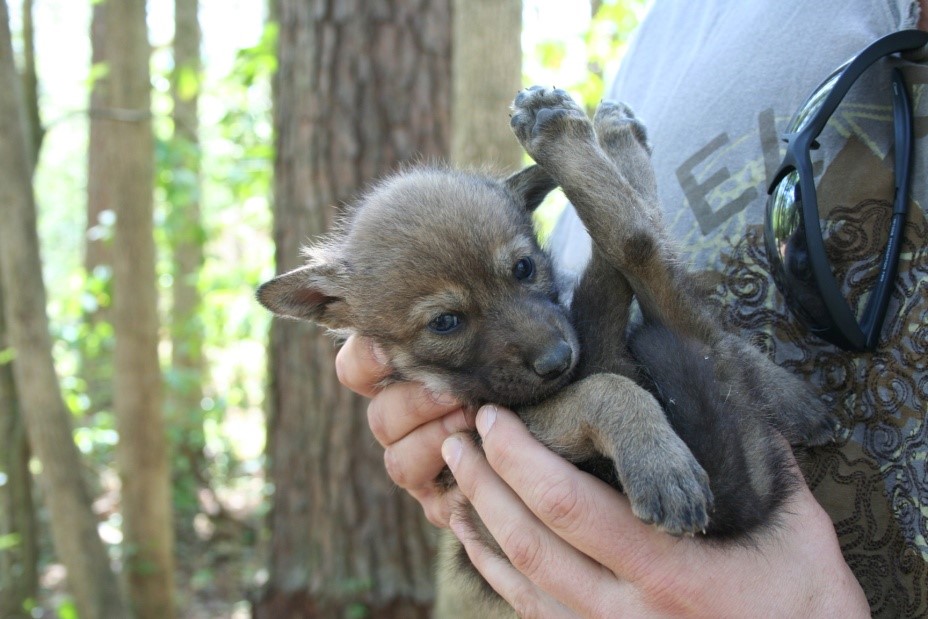 Wolf Puppy For Sale