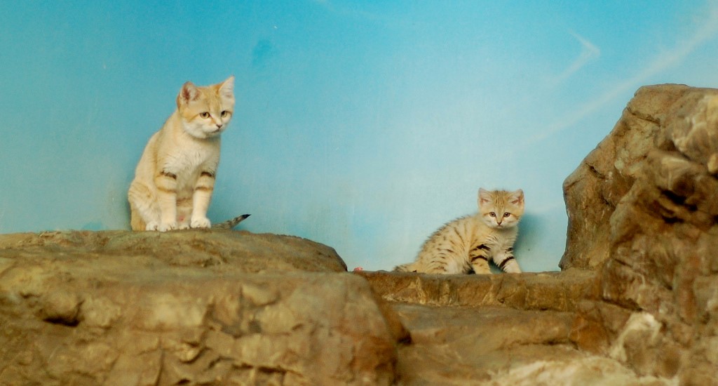 Sand Cats