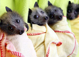 Baby Bats