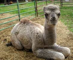 Baby Camel