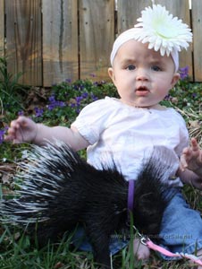 Baby Porcupine