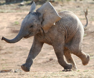 Baby Elephant