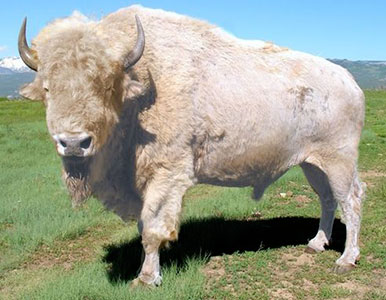 American Bison For Sale