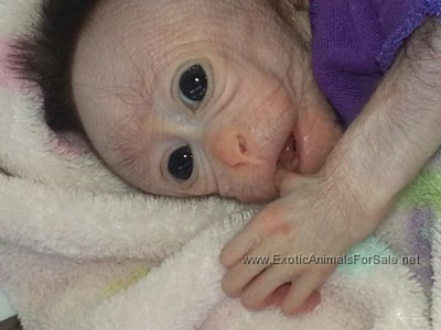 Bonnet Macaque Baby
