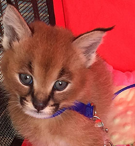 Caracal For Sale