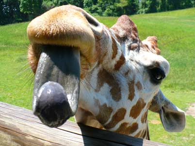 Giraffe