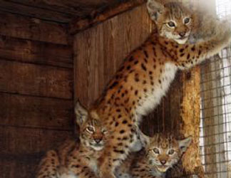 lynx cubs