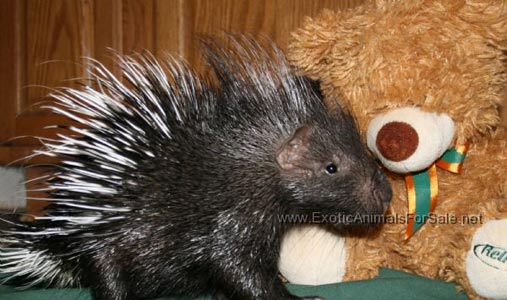 Porcupine