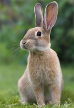 Rabbit with long ears
