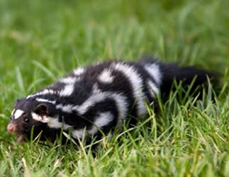 Spotted Skunk